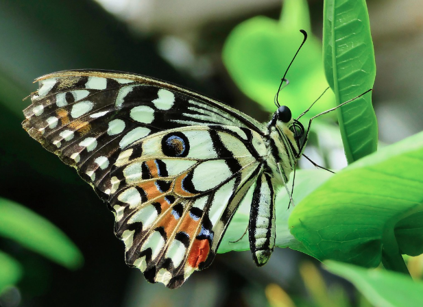 2025 함평 나비대축제