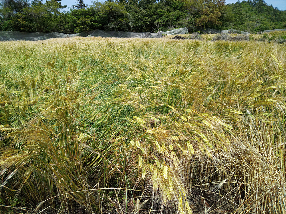 올레14-1코스: 저지예술정보화마을에서 오설록 녹차밭까지