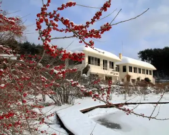 천리포수목원 목련 축제_25