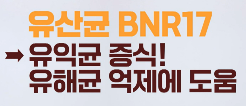 bnr17 유산균 효능