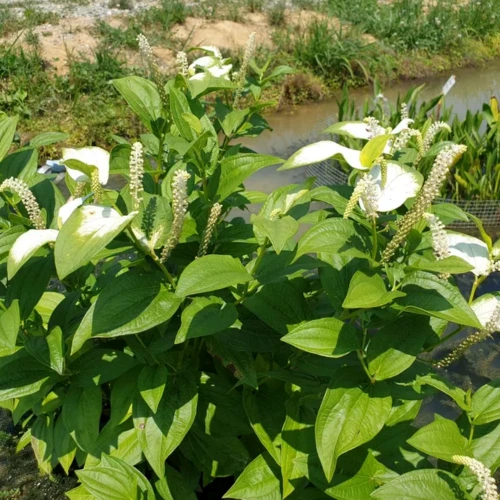 개울가에 핀 삼백초 군락