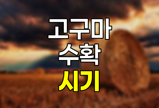 고구마 수확 시기 및 방법 완벽 정리
