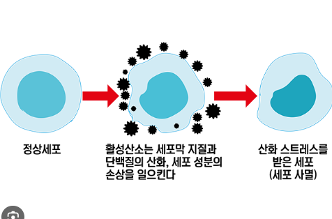 활성산소 줄이는 방법 알아보기