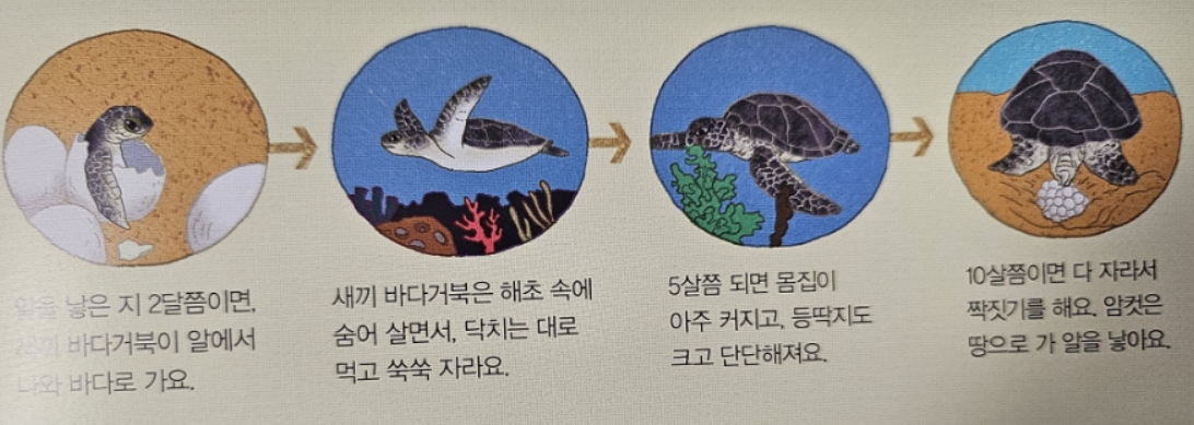 바다거북 한살이