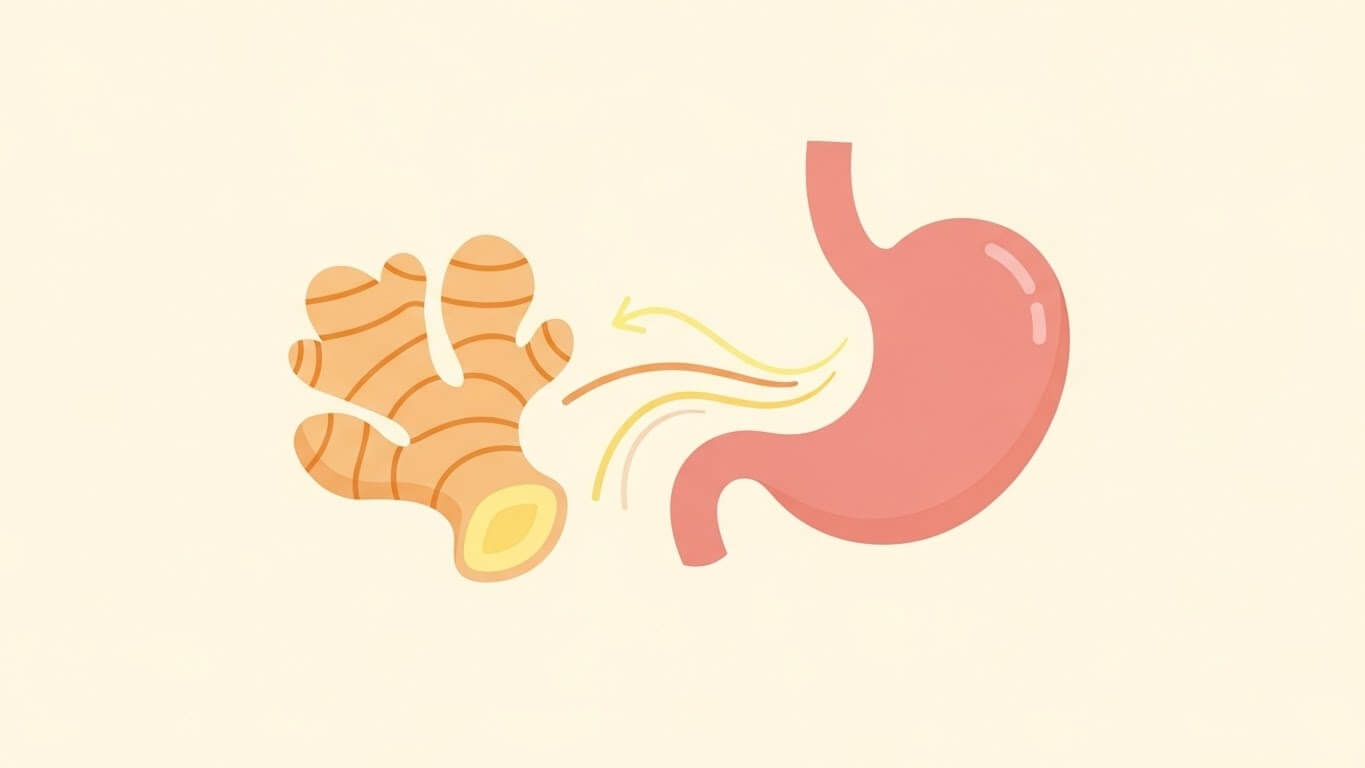 위장 건강과 소화 기능 향상