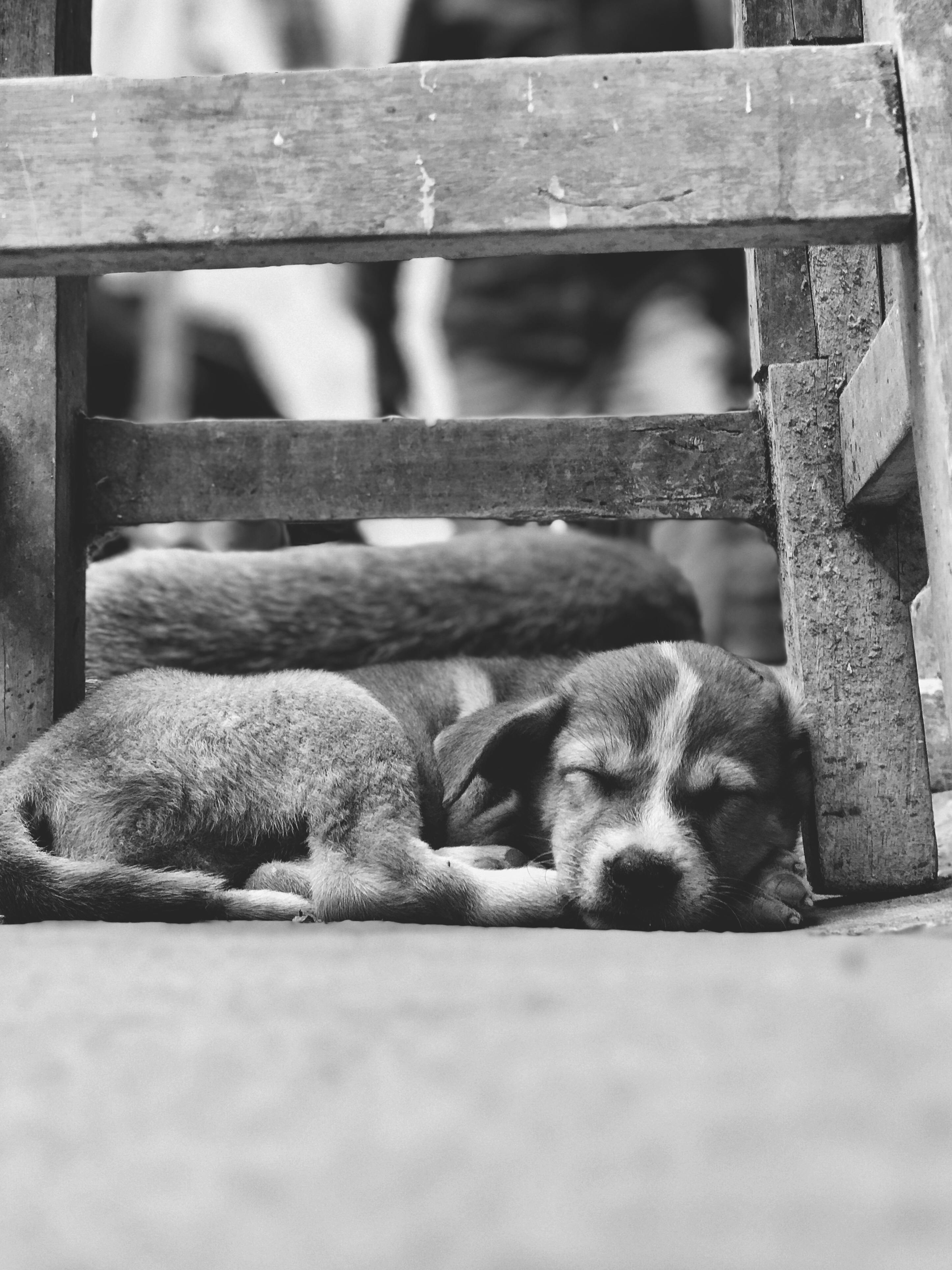 강아지 통증 숨김 행동과 보호자가 눈치채야 할 신체 신호