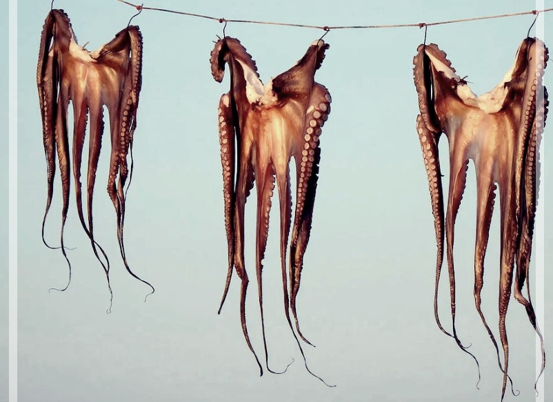 마른 오징어의 효능중에서 Top4.