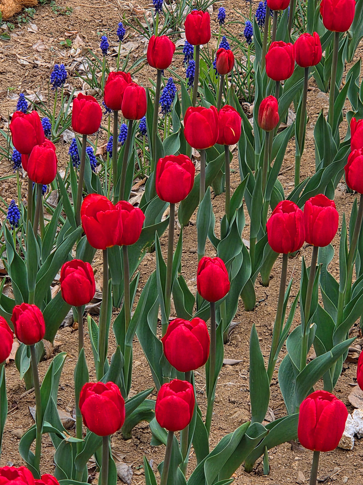 인천 벚꽃 명소 굴포천: 청리단길 꼭 가봐야 할 사계절 감성 산책로