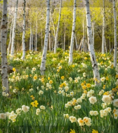 10월 화담숲: 단풍의 절정과 가을 힐링 여행