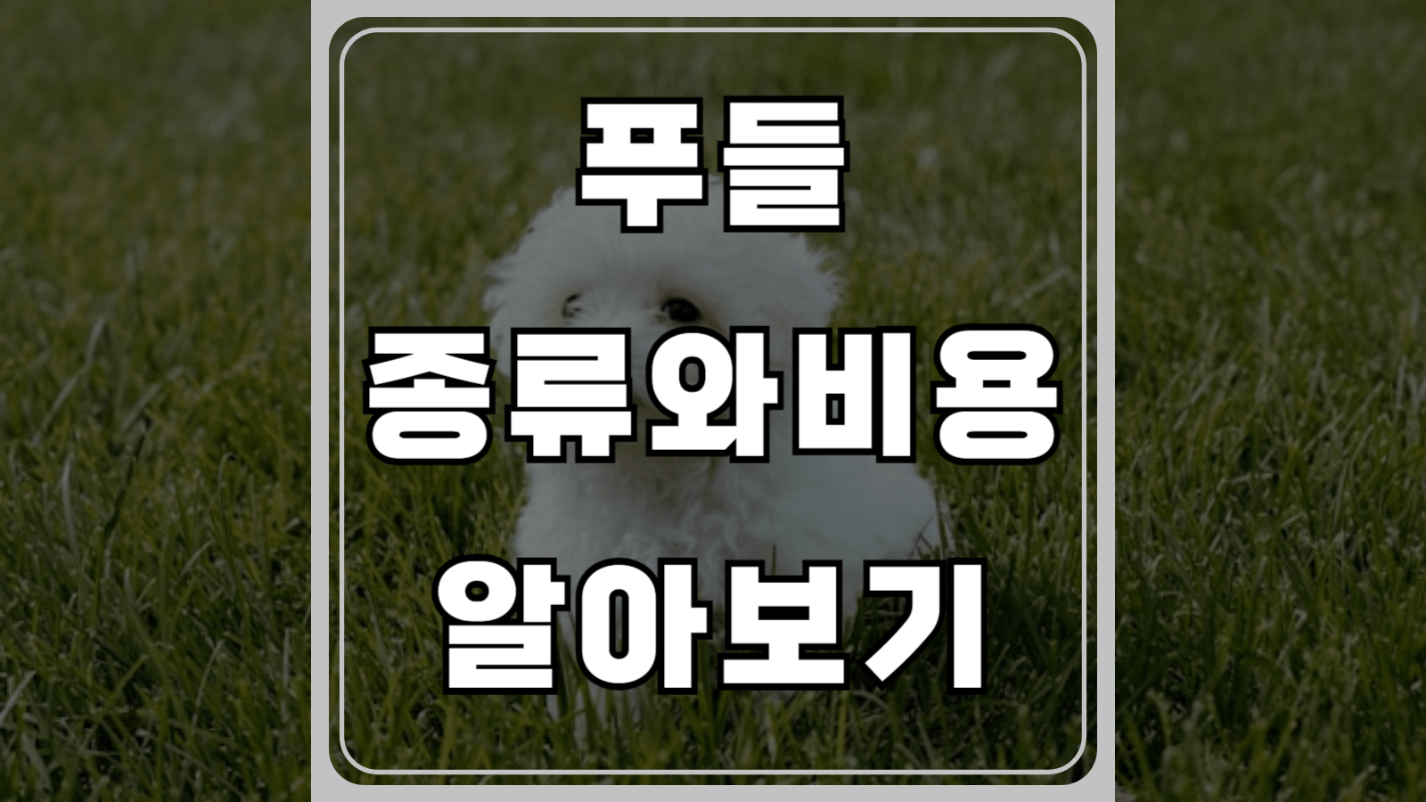 푸들 종류와 비용 알아보기