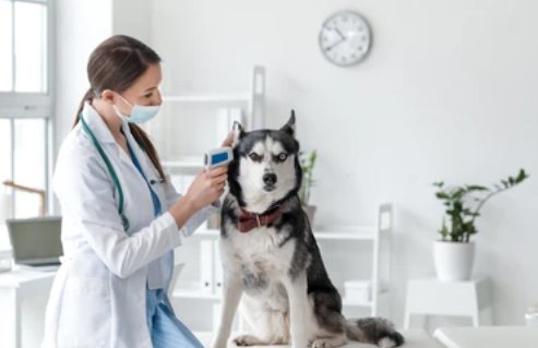 개를-돌보는-사람