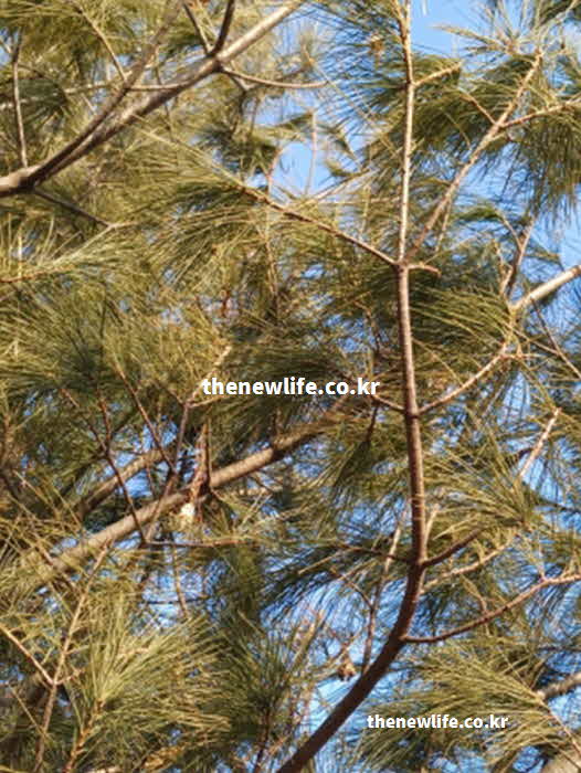 솔잎 효능 고혈압 예방 타닌 테르펜