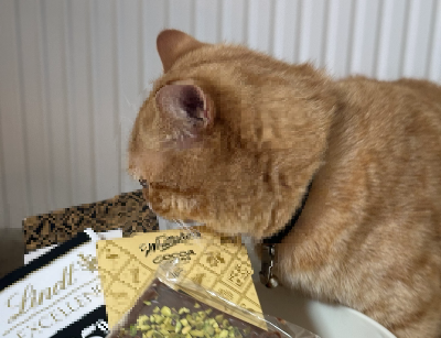 다크 초콜릿 포장지에 흥미를 가지며 가까이 와서 냄새를 맡는 치즈냥이 뽀리