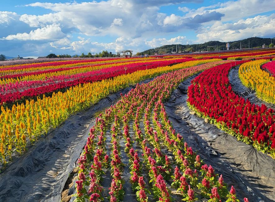 고석정 꽃밭