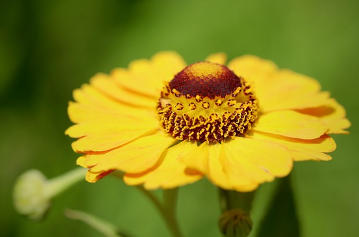 셀레늄의 항산화와 면역 보호 기능