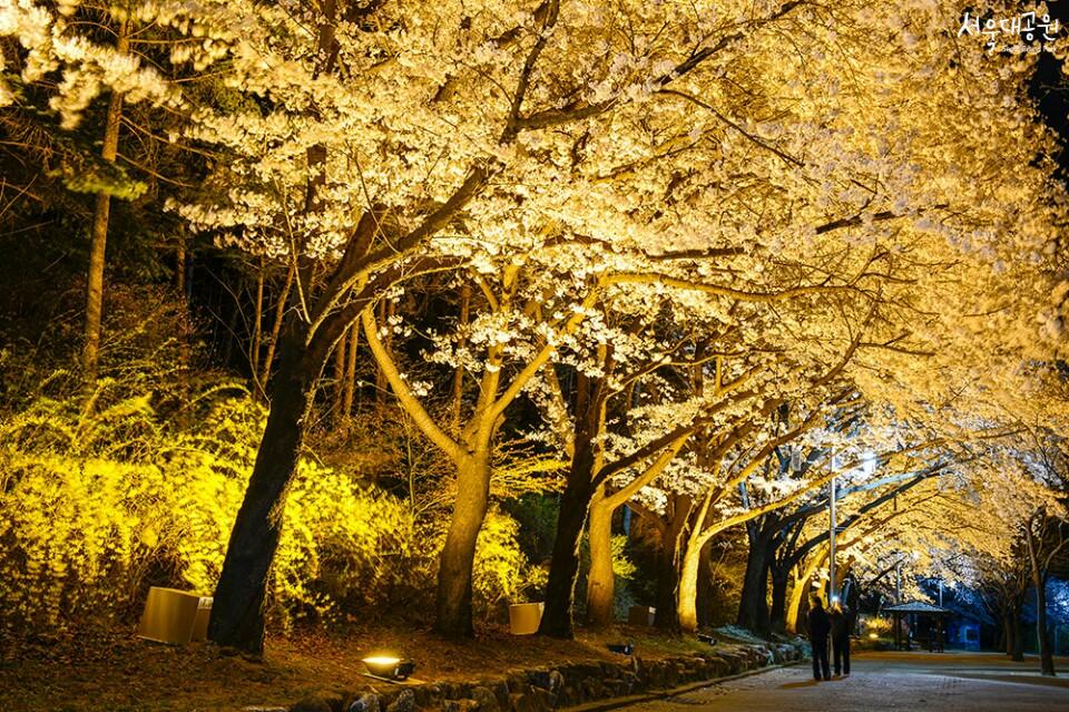 2024 서울 벚꽃명소 개화시기