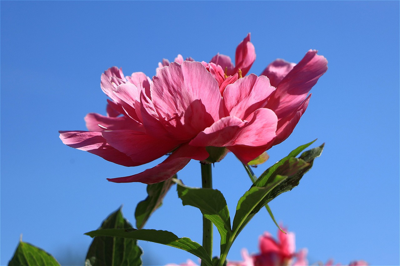 고흥 작약 꽃밭