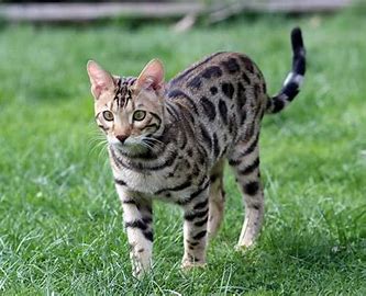 벵골 고양이 관련 이미지