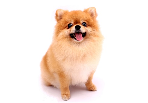 포메라니안 (Pomeranian)