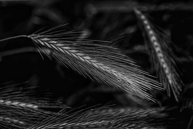 농어촌기본소득