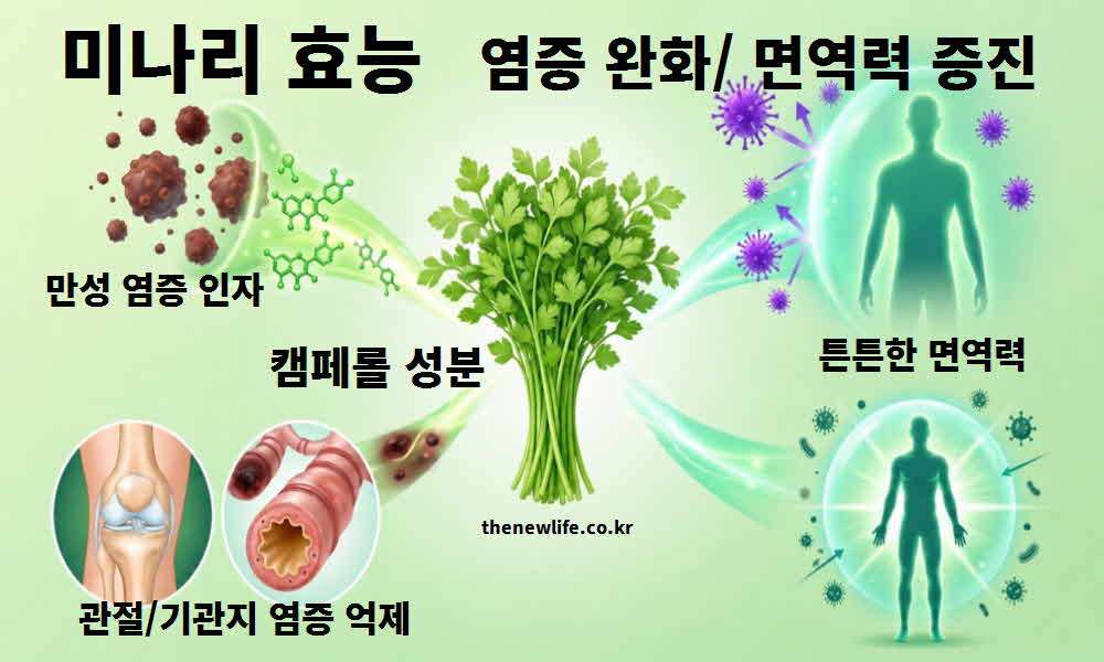 미나리 효능 염증 완화 면역력 증진