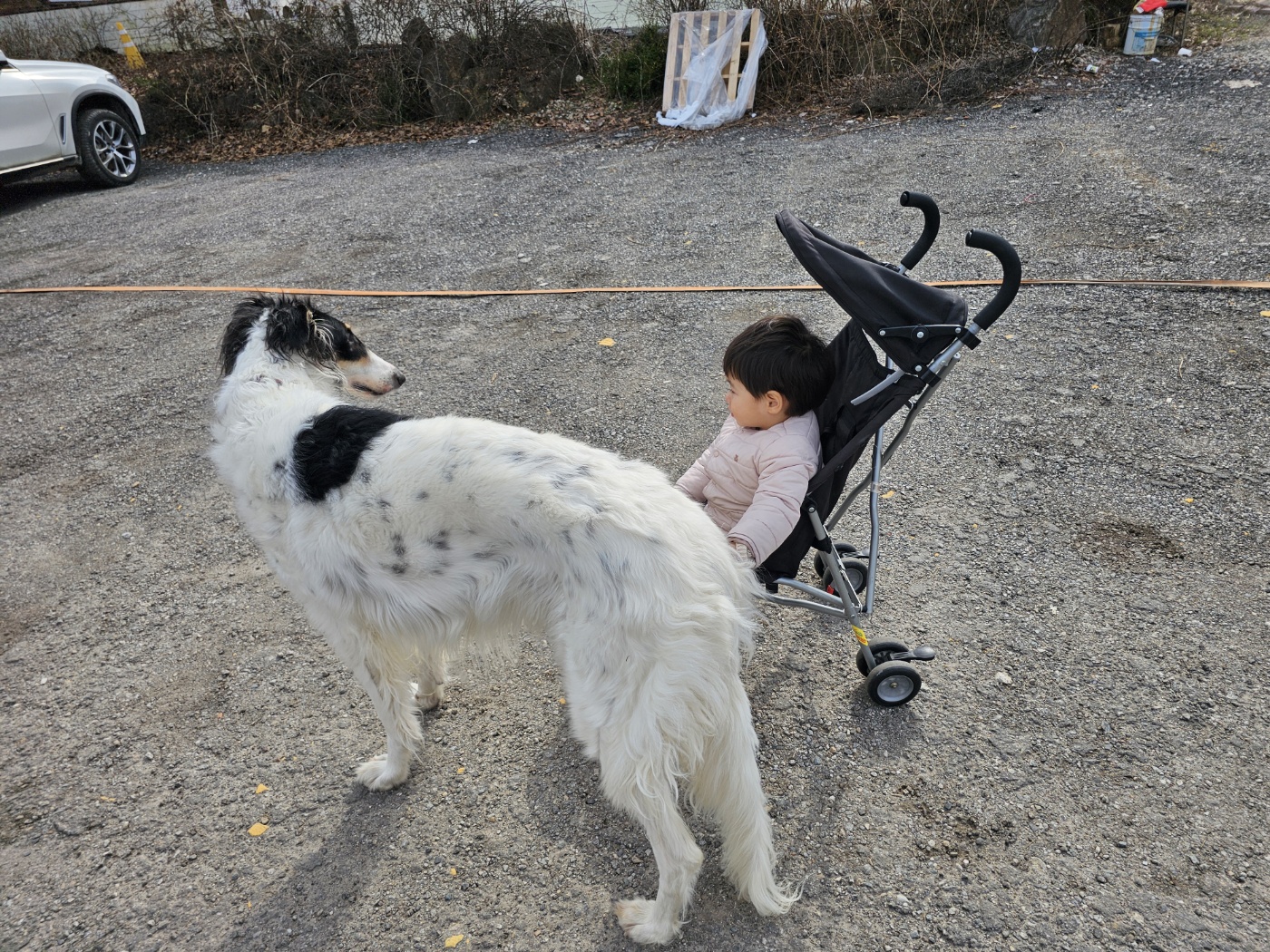 § 큰 개에게 환대받다.