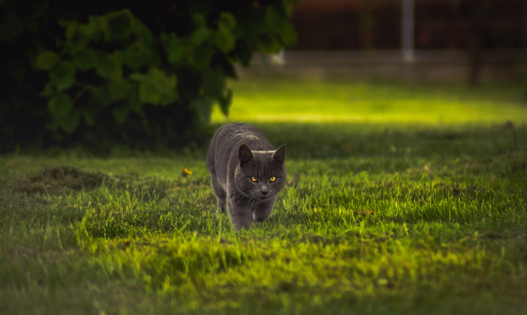 Feline