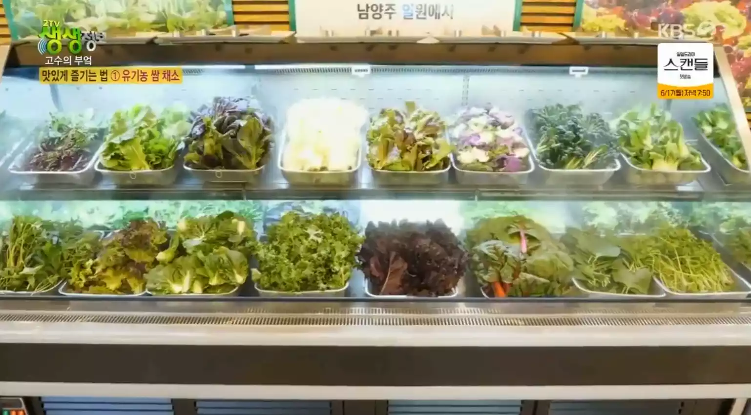 쌈채소 바