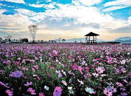 2024 구리 코스모스 축제 기본일정과 초대가수 소개 박서진 정미애 진욱 빅마마(이영현) 김수찬 황민호 박미경 한혜진 조성모 마이진 한경일 박주희 출연