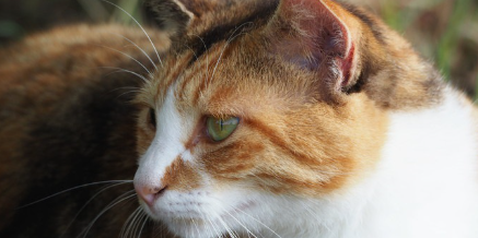 멀리 바라보는 고양이.