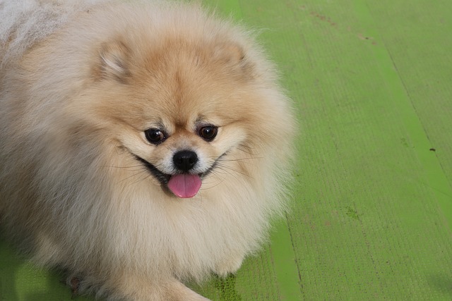 올바른 방법으로 시작하는 반려동물 배변 훈련 관련 이미지