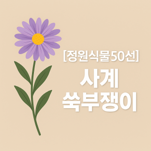 정원 초보도 키우기 쉬운 사계절 꽃 식물, 사계쑥부쟁이