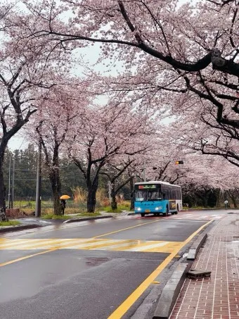 제주 벚꽃 명소 추천 아무도 모르는 명소_12