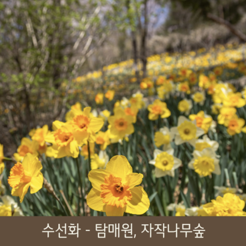 화담숲 봄 수선화 축제