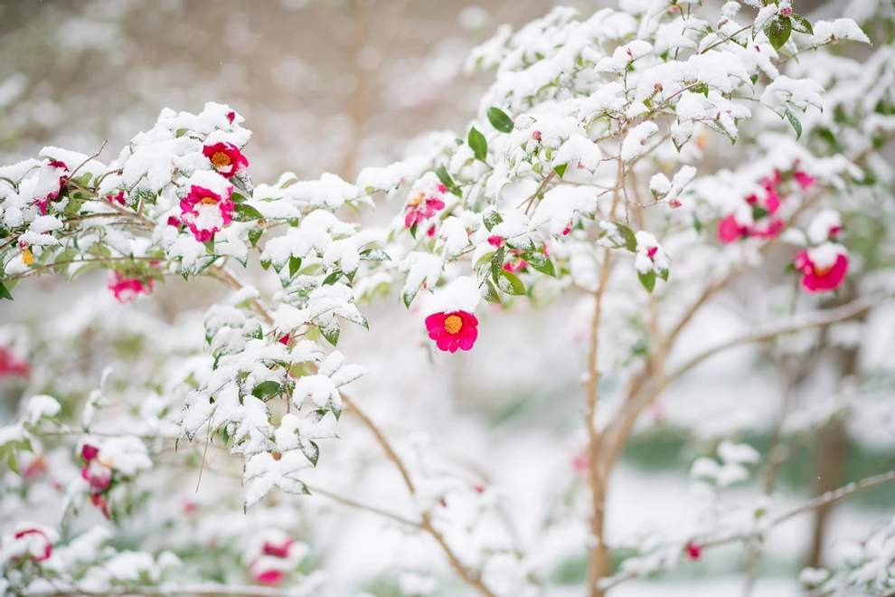 한림공원 부겐빌레아 축제
