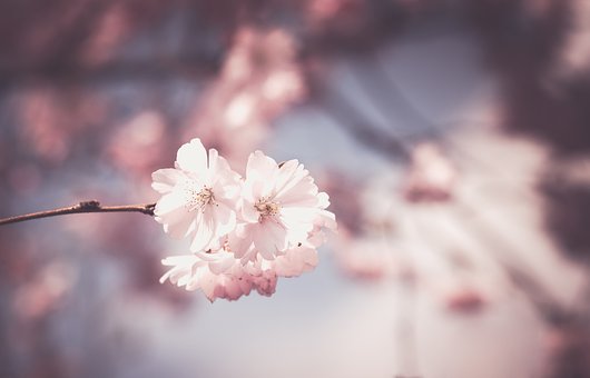 벚꽃축제