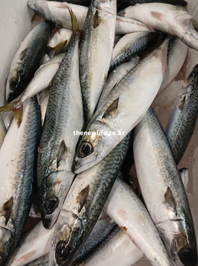 고등어 영양성분(단백질·불포화지방·비타민D 등)을 설명하는 데 활용되는 고등어 실물 사진