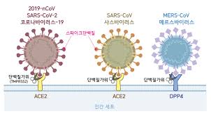 백신 개발의 배경과 속도