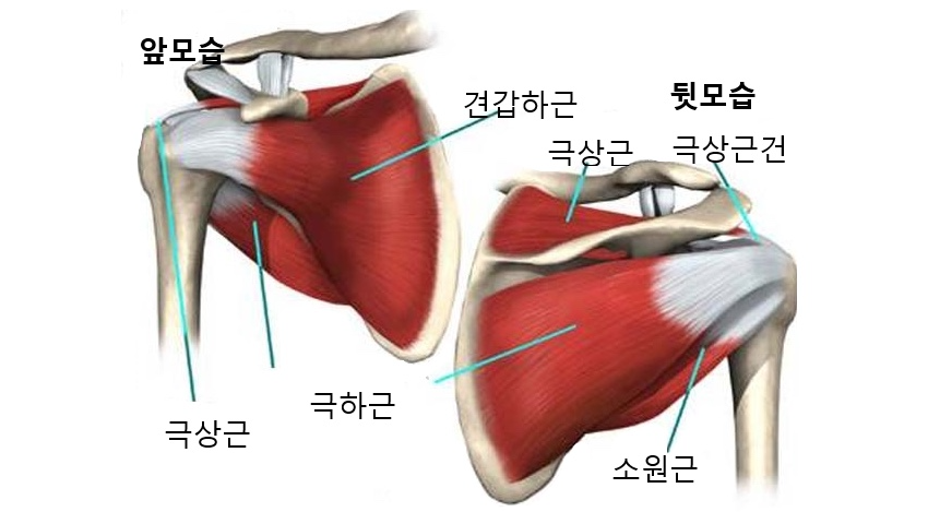 회전근개