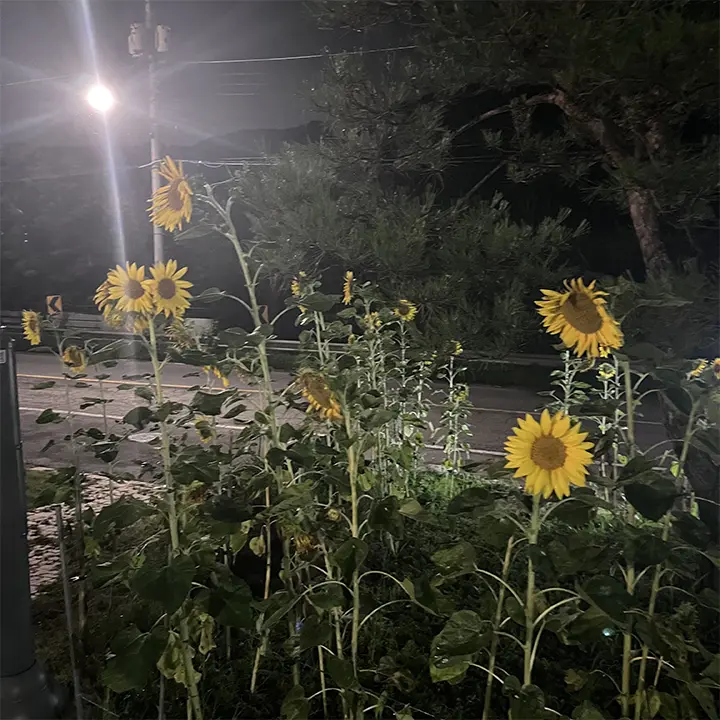 해바라기