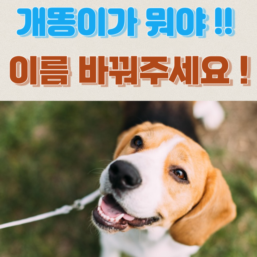 애견 등록