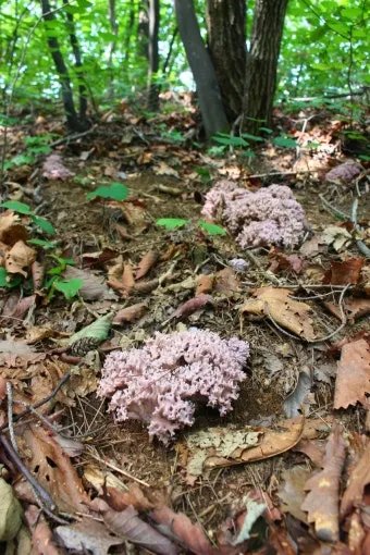 싸리버섯 채취시기종류 정보를 정리_11