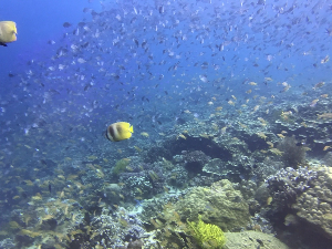 세부 여행 추천 페스카도르 섬
