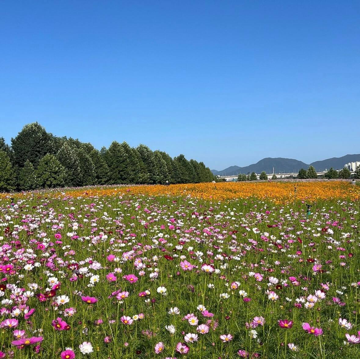 구리 코스모스축제