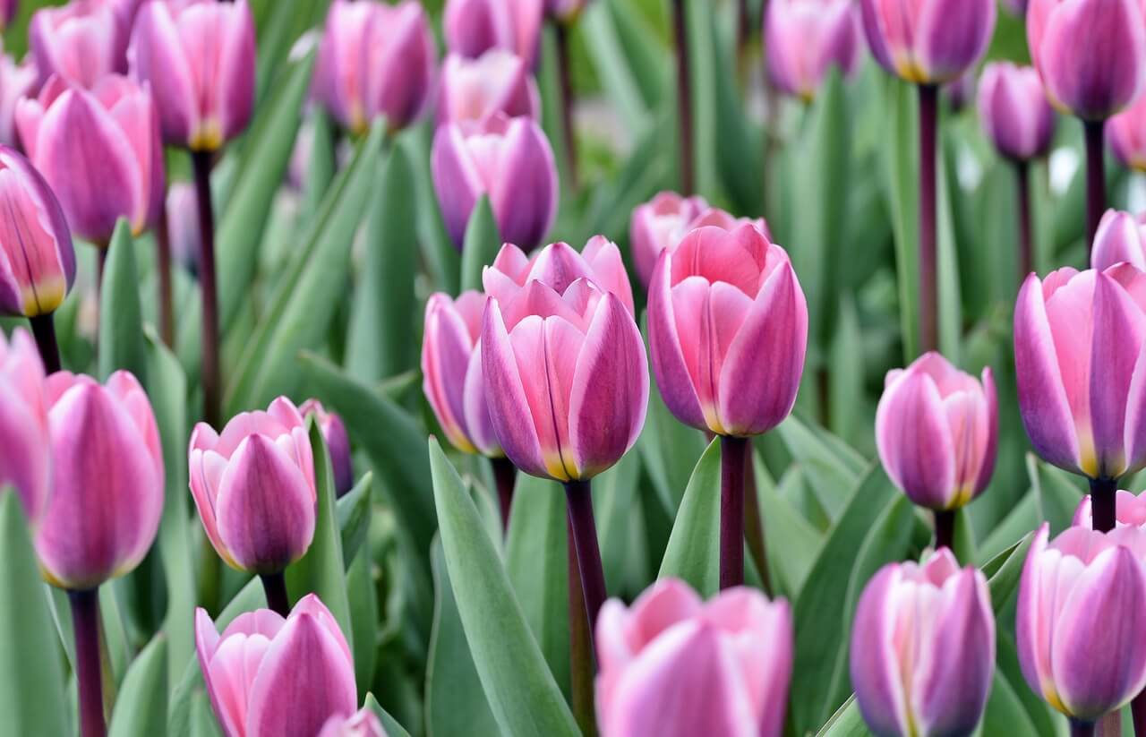 태안 튤립축제 태안 세계튤립꽃박람회