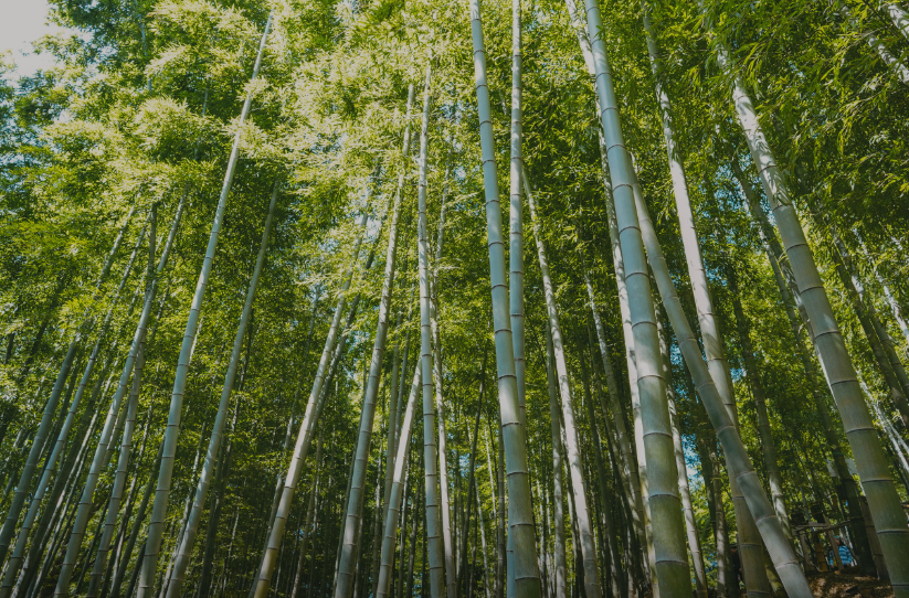 거제맹종죽테마파크3
