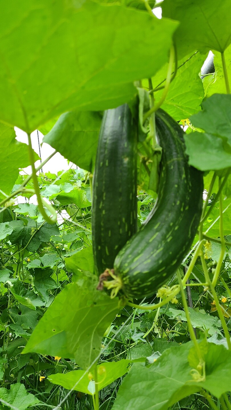 수세미박 효능 및 부작용