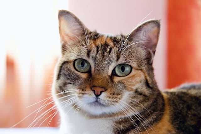 인천 영흥도 고양이역