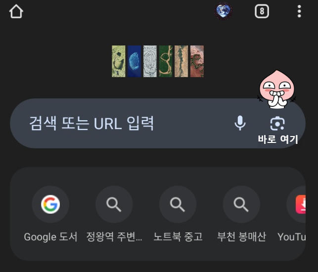 모르는-식물-이름-구글-사진-검색으로-알아보기