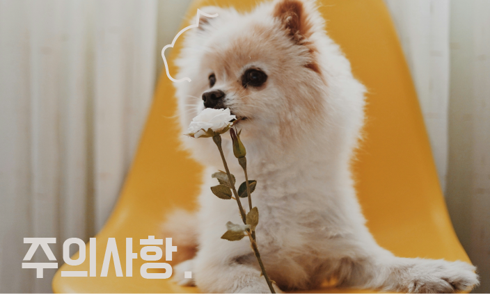 포메라니안